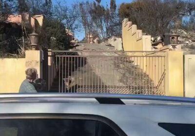 🇺🇸 | Un hombre en California se reencontró con su perrito tras cinco días…