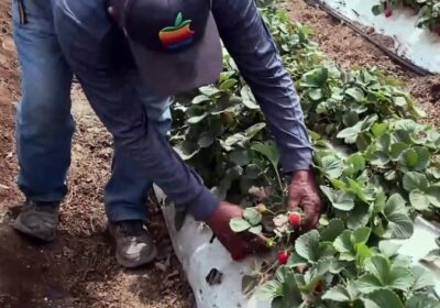 Las mejores fresas que produce Perú van a Europa y EE. UU. Las que…