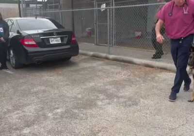 🇺🇸 | BUENAS NOTICIAS ¡El perro policía Rocky herido de bala en un operativo…