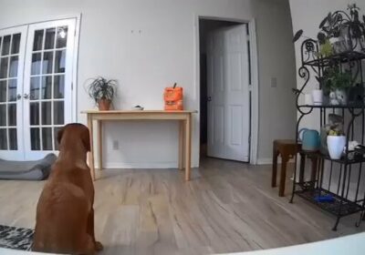 | Un perro movió la cámara de seguridad para robar comida de la mesa,…