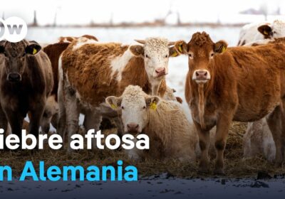 Brote de fiebre aftosa sorprende a los ganaderos alemanes Corea del Sur y México…