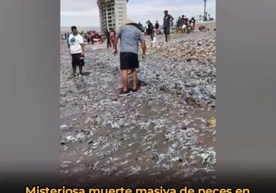 🇨🇱 | Miles de peces aparecieron muertos en la playa Chinchorro de Arica, Chile,…