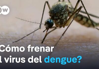 Brasil: más de seis millones de personas contrajeron dengue en 2024 La enfermedad se…