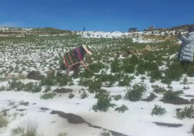 | Las granizadas afectaron más de 230 hectáreas de cultivos de papa, haba,…