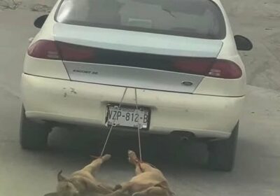 🇲🇽| CRUELDAD ANIMAL EN MÉXICO: Un hombre amarra a dos perritos a su vehículo…