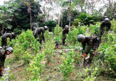 | #Seguridad 𝐄𝐧 𝟐𝟎𝟐𝟑, 𝐥𝐨𝐬 𝐜𝐮𝐥𝐭𝐢𝐯𝐨𝐬 𝐝𝐞 𝐜𝐨𝐜𝐚 𝐞𝐧 𝐞𝐥 𝐩𝐚í𝐬 𝐬𝐞 𝐢𝐧𝐜𝐫𝐞𝐦𝐞𝐧𝐭𝐚𝐫𝐨𝐧…