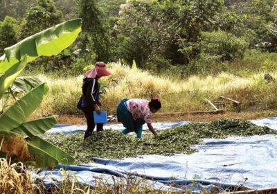 | #Seguridad 𝐂𝐮𝐥𝐭𝐢𝐯𝐨𝐬 𝐝𝐞 𝐜𝐨𝐜𝐚 𝐞𝐧 á𝐫𝐞𝐚𝐬 𝐩𝐫𝐨𝐭𝐞𝐠𝐢𝐝𝐚𝐬 𝐚𝐮𝐦𝐞𝐧𝐭ó 𝐞𝐧 𝐮𝐧 𝟑𝟒% 𝐲…