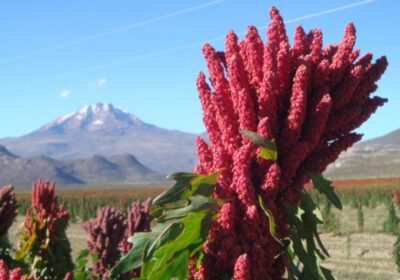 | #Economía 𝐄𝐥𝐞𝐯𝐚𝐝𝐚𝐬 𝐭𝐞𝐦𝐩𝐞𝐫𝐚𝐭𝐮𝐫𝐚𝐬 𝐨𝐛𝐥𝐢𝐠𝐚𝐧 𝐚 𝐩𝐫𝐨𝐝𝐮𝐜𝐭𝐨𝐫𝐞𝐬 𝐝𝐞 𝐪𝐮𝐢𝐧𝐮𝐚 𝐚 𝐚𝐝𝐞𝐥𝐚𝐧𝐭𝐚𝐫 𝐥𝐚 𝐜𝐨𝐬𝐞𝐜𝐡𝐚…