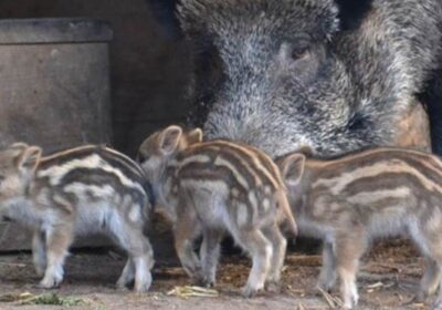 | #CienciaYTecnología 𝐋𝐚 𝐈𝐧𝐭𝐞𝐥𝐢𝐠𝐞𝐧𝐜𝐢𝐚 𝐀𝐫𝐭𝐢𝐟𝐢𝐜𝐢𝐚𝐥 𝐝𝐞𝐬𝐯𝐞𝐥𝐚 𝐞𝐥 𝐥𝐞𝐧𝐠𝐮𝐚𝐣𝐞 𝐞𝐦𝐨𝐜𝐢𝐨𝐧𝐚𝐥 𝐝𝐞 𝐥𝐨𝐬 𝐚𝐧𝐢𝐦𝐚𝐥𝐞𝐬 Lea…