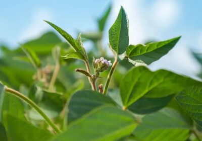 | #Economía 𝐄𝐥 𝟏𝟎𝟎% 𝐝𝐞 𝐥𝐚 𝐩𝐫𝐨𝐝𝐮𝐜𝐜𝐢ó𝐧 𝐝𝐞 𝐬𝐨𝐲𝐚 𝐞𝐧 𝐁𝐨𝐥𝐢𝐯𝐢𝐚 𝐞𝐬 𝐜𝐨𝐧…