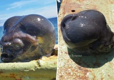 | Un pescador capturó una extraña y misteriosa criatura marina «alienígena» en las profundidades…