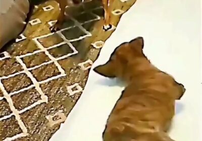 | EN VIDEO: Una perrita discapacitada enseña a un cachorro con su misma condición…