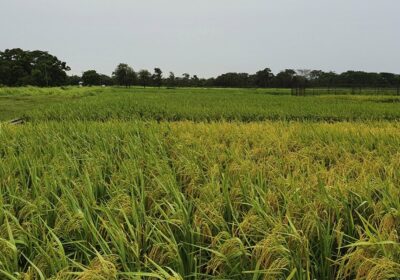 La falta de combustible para la cosecha de arroz y la indolencia del gobierno…