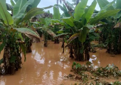 | #PueblosIndígenas 𝐒𝐢𝐧 𝐚𝐥𝐢𝐦𝐞𝐧𝐭𝐨𝐬, 𝐬𝐢𝐧 𝐞𝐬𝐜𝐮𝐞𝐥𝐚 𝐲 𝐚𝐢𝐬𝐥𝐚𝐝𝐨𝐬, 𝟑.𝟗𝟕𝟏 𝐟𝐚𝐦𝐢𝐥𝐢𝐚𝐬 𝐭𝐬𝐢𝐦𝐚𝐧𝐞 𝐩𝐢𝐝𝐞𝐧 𝐚𝐲𝐮𝐝𝐚…