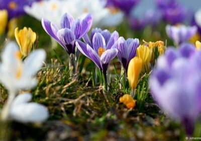 La imagen del día: Primavera en Alemania Con tiempo soleado en gran parte del…
