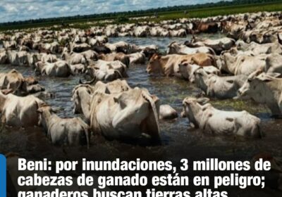 #GrupoFides | #ANF #Economía El gobernador del Beni dijo que la declaratoria de emergencia…