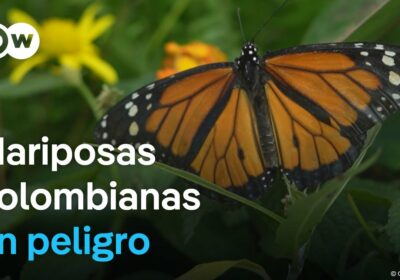 El cambio climático pone en riesgo a más de especies de mariposas en Colombia…