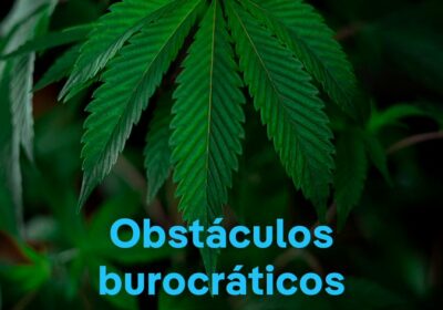 Se cumple un año de la legalización del cannabis en #Alemania. El uso recreativo…