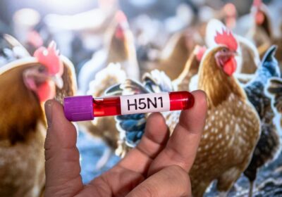 🇲🇽 | LO ÚLTIMO: Muere niña de tres años contagiada con influenza aviar H5N1…