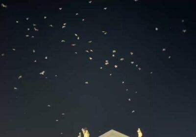 🇻🇦 | ÚLTIMO ADIÓS AL PAPA FRANCISCO: ️ Esta noche decenas de palomas blancas…
