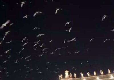 🇻🇦 | ÚLTIMO ADIÓS AL PAPA FRANCISCO: ️ Centenares de aves blancas sobrevolaron la…