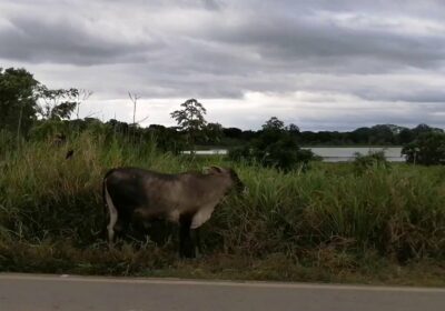 El drama de ganaderos benianos por las inundaciones en ese departamento no halla respuesta.…