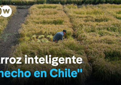 Chile desarrolla arroz ultrarresistente La nueva variedad es un cruce entre una semilla chilena…