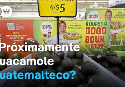 ¿Podrá Guatemala competir contra el aguacate mexicano? La oportunidad existe, pero las trabas burocráticas…