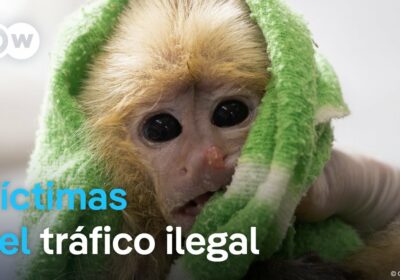 Arrestados en Colombia traficantes con monos ocultos en su ropa interior La Policía de…