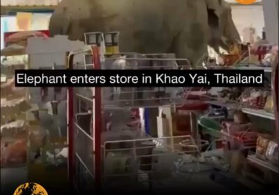 🇹🇭 | Insólito en Tailandia: un elefante entró tranquilamente a una tienda de conveniencia…