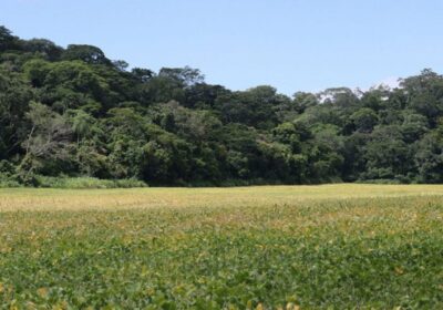 #GrupoFides | #ANF ABT inicia proceso por quemas ilegales en propiedad de hijo de…