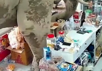🇹🇭 | Un elefante fue captado por las cámaras mientras «robaba» galletas de arroz…