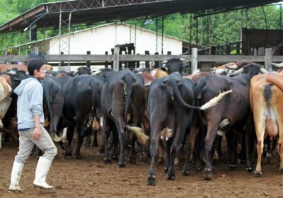El Gobierno y los productores anunciaron este miércoles un acuerdo para reanudar la exportación de…
