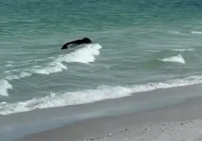 🇺🇸 | “¡Mamá, corre!”: bañistas quedan en shock al ver a un oso negro…