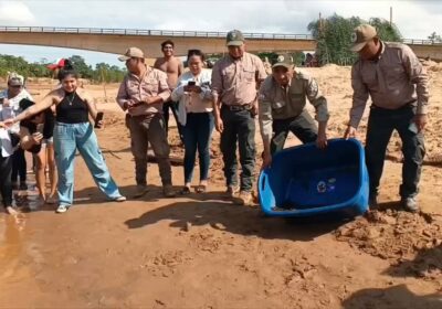 800 petitas de río de agua dulce fueron liberadas en el río Maniquí, en…