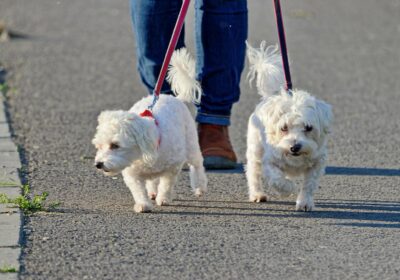 🇮🇷 | LO ÚLTIMO: Irán prohíbe pasear perros en 18 ciudades del país