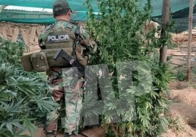Parte de los 63 viveros de marihuana a 25 kms de Llallagua que la…