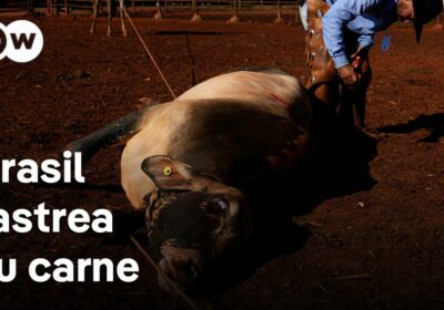Brasil quiere garantizar la trazabilidad de su ganado La medida busca frenar las críticas…