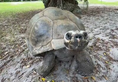 🇺🇸 | ¡INCREÍBLE! — En el zoológico de Miami una tortuga de 134 años…