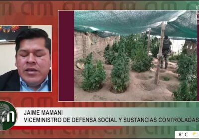 «90% de los viveros en zonas de Norte Potosí contienen plantaciones de Marihuana». El…