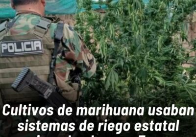 El hallazgo de 63 viveros con 14,5 toneladas de marihuana reveló que los cultivos…