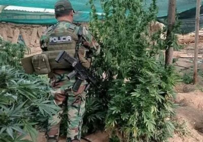 Van a creer que la Marihuana en carpas (Norte Potosí) crecían gracias al Proyecto…