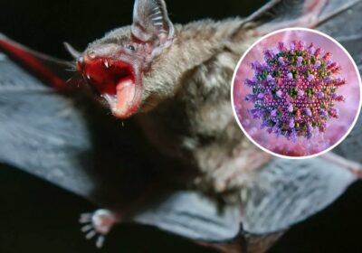🇨🇳 | Científicos descubren dos nuevos virus en murciélagos en China y advierten que…