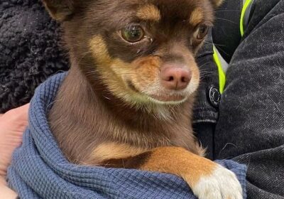 🇬🇧 | Milagro en Escocia: Un chihuahua llamado Vilo fue encontrado con vida tras…