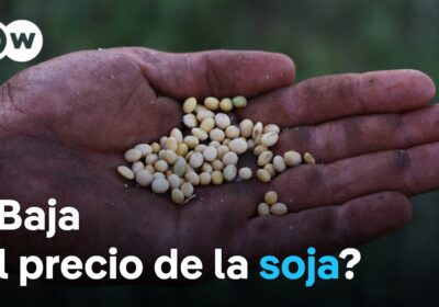 Aumenta la producción mundial de Soja mientras cae la demanda de China Temor entre…
