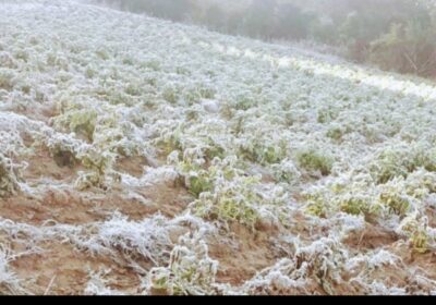 HELADAS Y GRANIZO AFECTA A MAS DE FAMILIAS EN EL PAÍS. La temporada de…