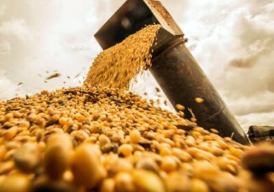 El pequeño y mediano productor agropecuario representa cerca del 90% de las unidades productivas…
