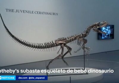 Sotheby’s subasta el esqueleto de un Ceratosaurus, un auténtico «bebé dinosaurio» Se trata de…