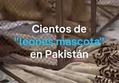 León ‘mascota’ escapa y ataca a mujer y a sus dos hijos en Pakistán…