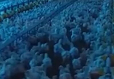 #GrupoFides | #ANF El vicepresidente de ADA de Cochabamba, Iván Carreón, denunció que la…